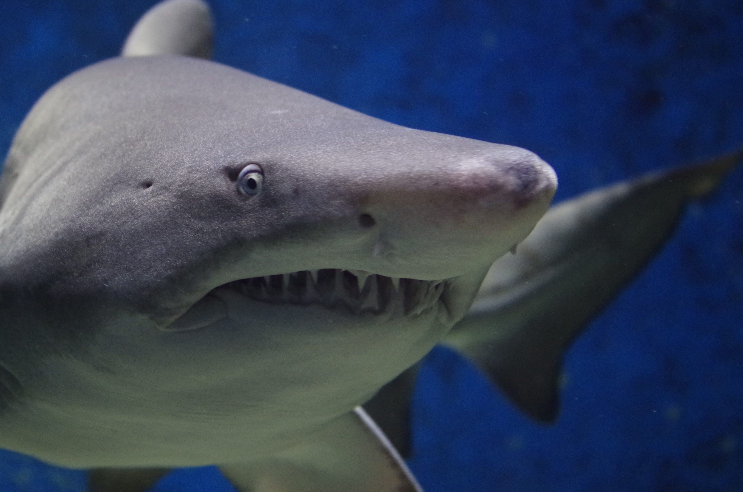 サメの歯 [GR218] ホホジロザメ-